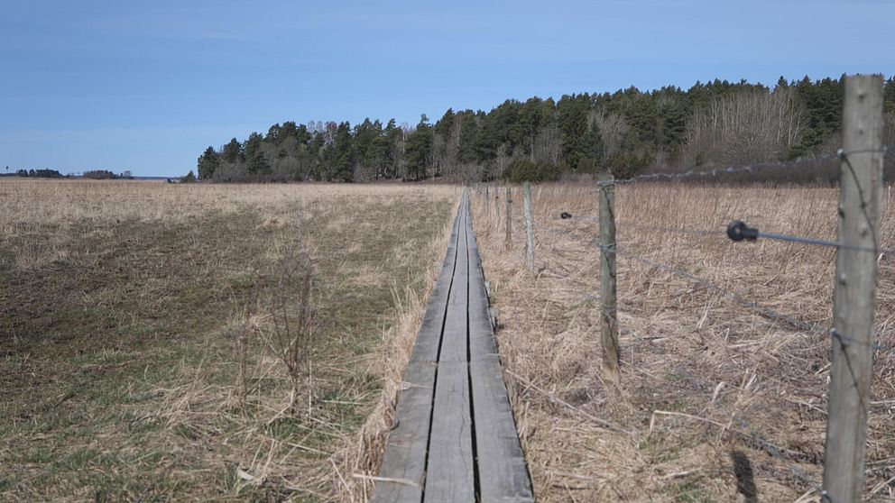 gångbro i naturreservat