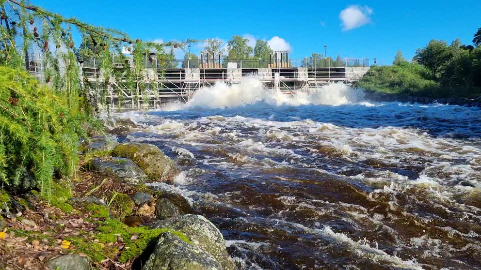 Vattnet forsar med höga flöden i Sundborn