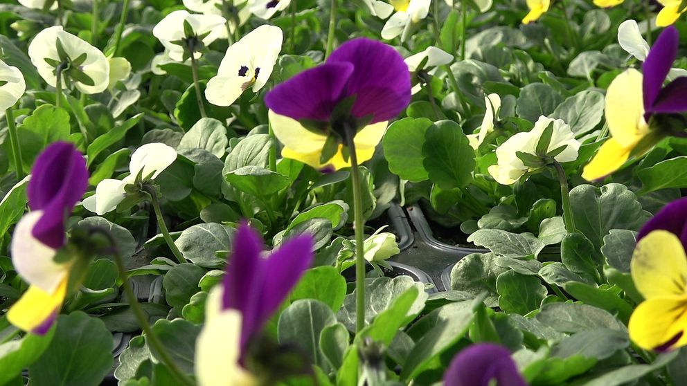 Blommor