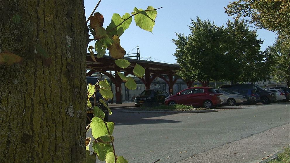 Träd vid centralstationen i Karlstad