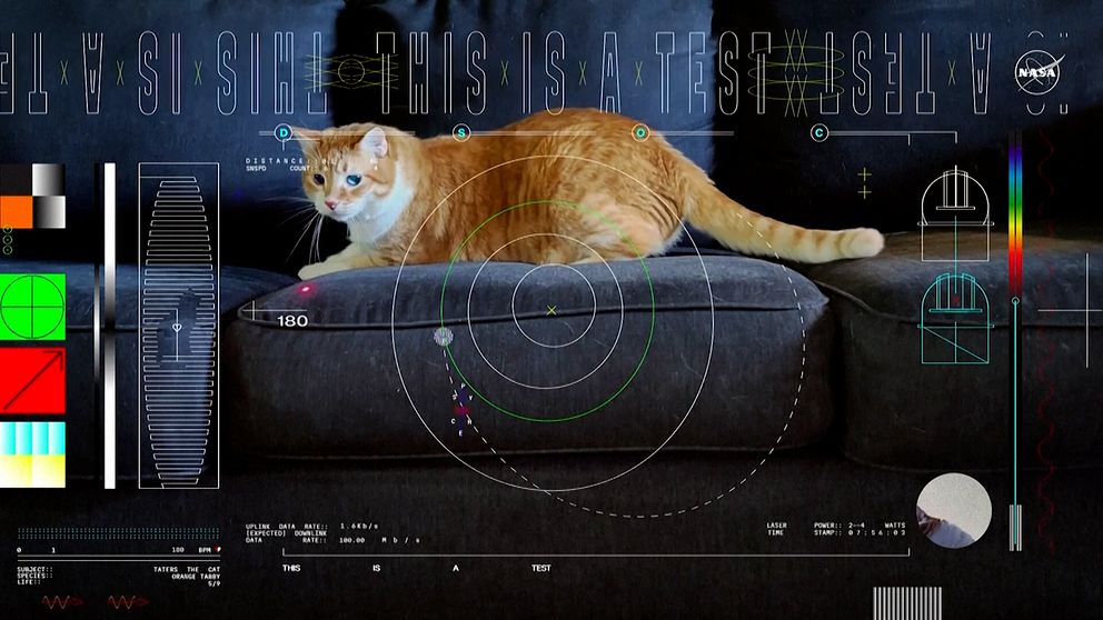 Katten Tater jagar en laserprick.
