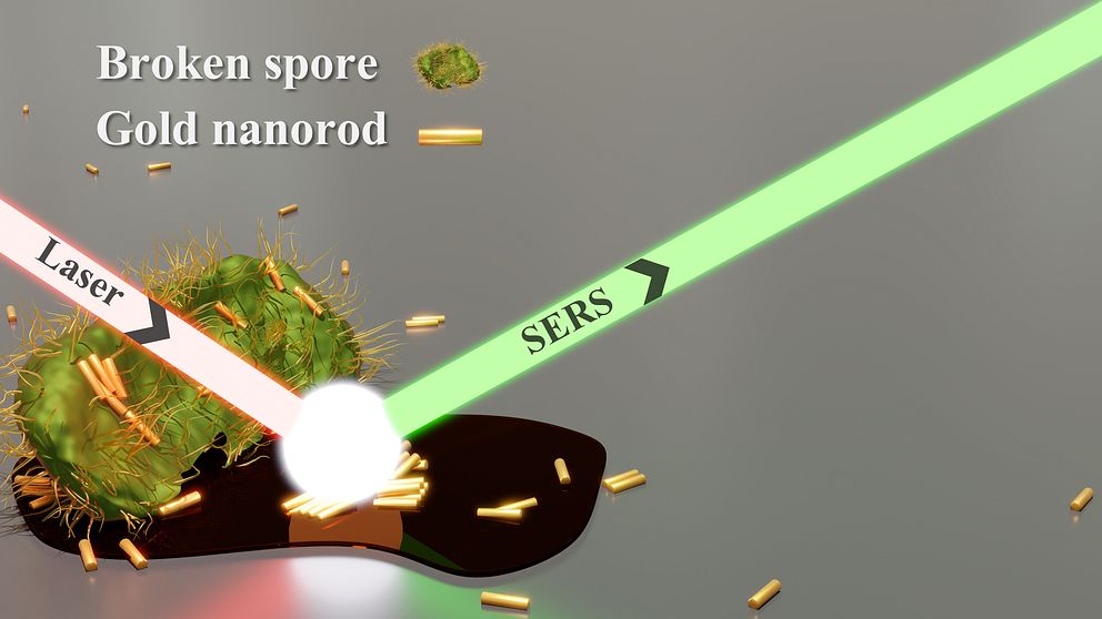 Illustration av en laser och SERS-teknik interagerande med en guldnanorod och bruten spore.