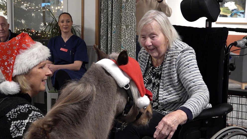 En äldre kvinna i rullstol interagerar med en minihäst som bär en tomteluva. I bakgrunden syns en kvinna i sjukvårdsuniform som tittar på. Miljön verkar vara en julfest på ett vårdhem.