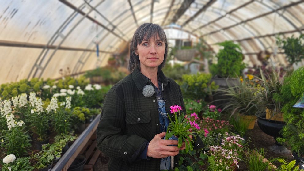 Person i växthus arrangerar blomkruka bland gröna växter och blommor.