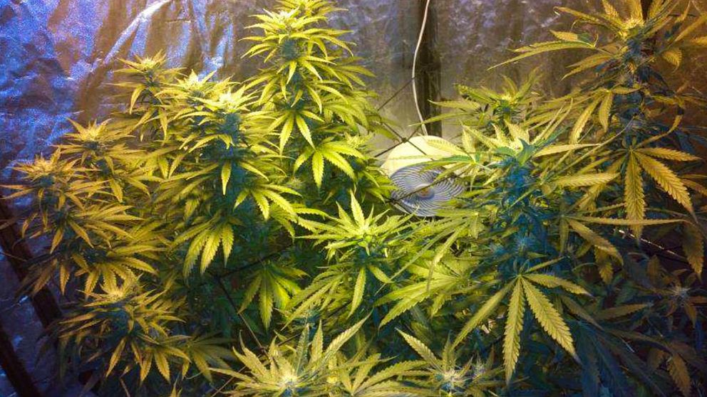 Cannabisblad.