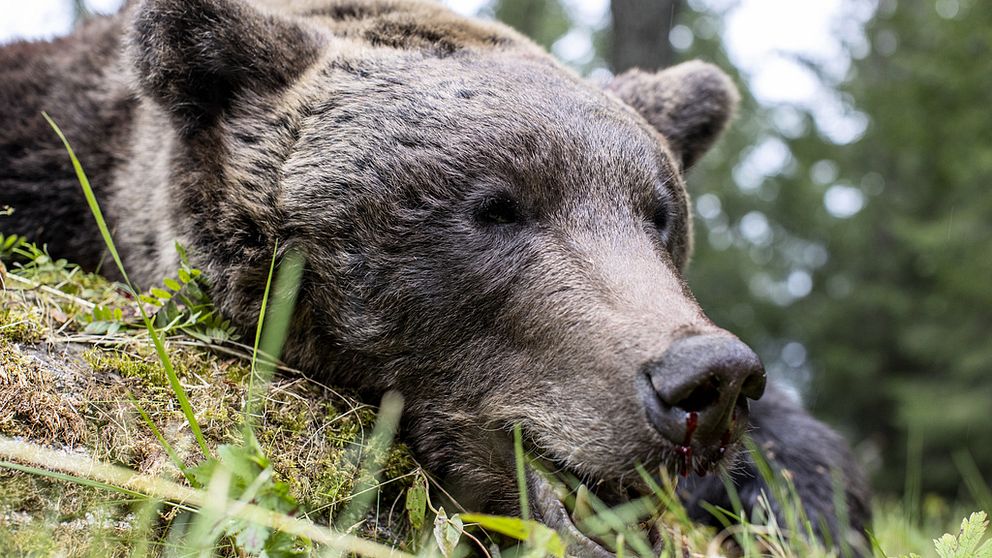 Ett björnhuvud som ligger på gräset i skogen