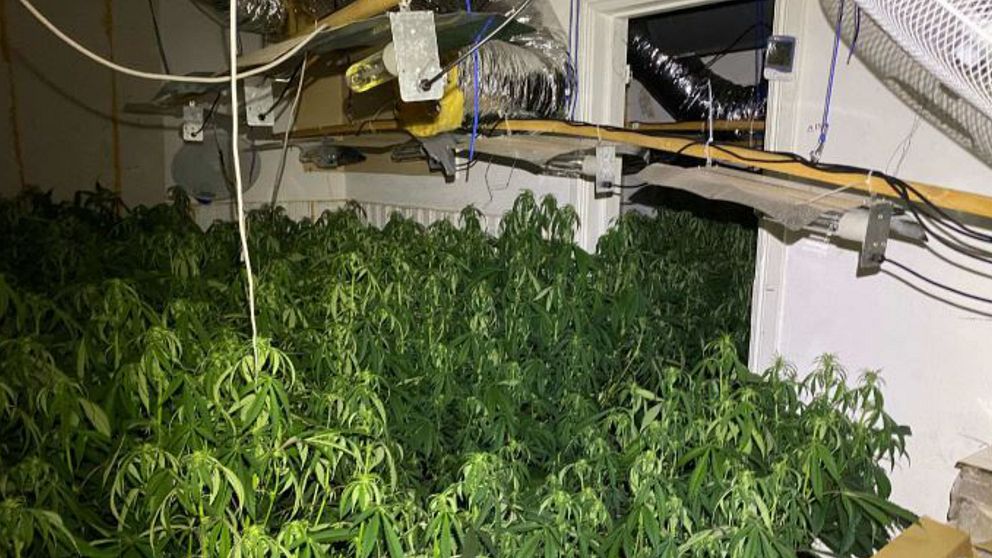 Ett rum fyllt med växande cannabisplantor, med synliga ventilationsrör och elinstallationer ovanför. Dörröppningen leder ut till en annan del av anläggningen.