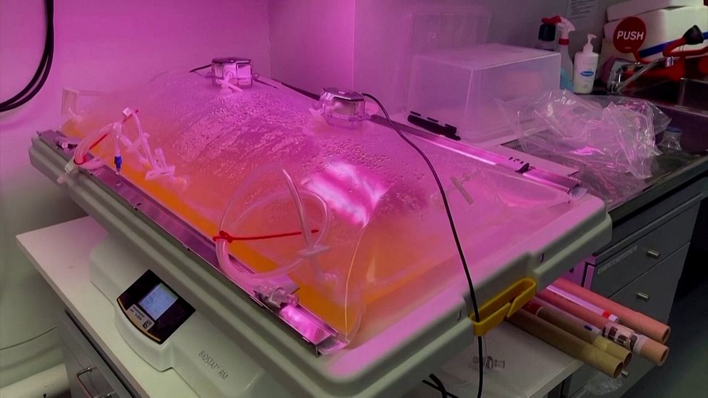 En bioreaktor i ett laboratorium som används för att odla celler, upplyst av rosa ljus och omgiven av laboratorieutrustning.