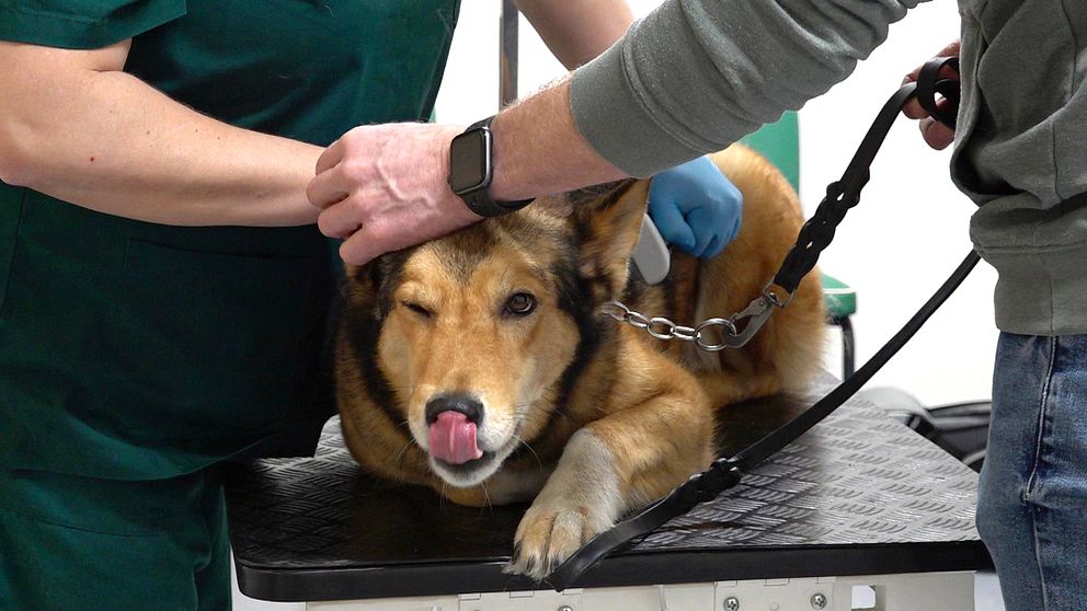 Hund på veterinärbord.