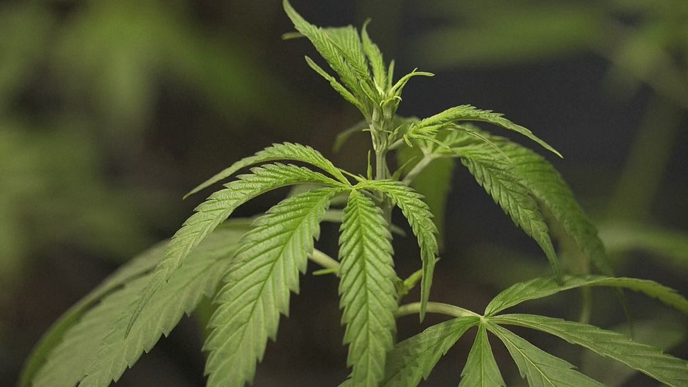 Närbild av en grön cannabisplanta med friska, flikiga blad.