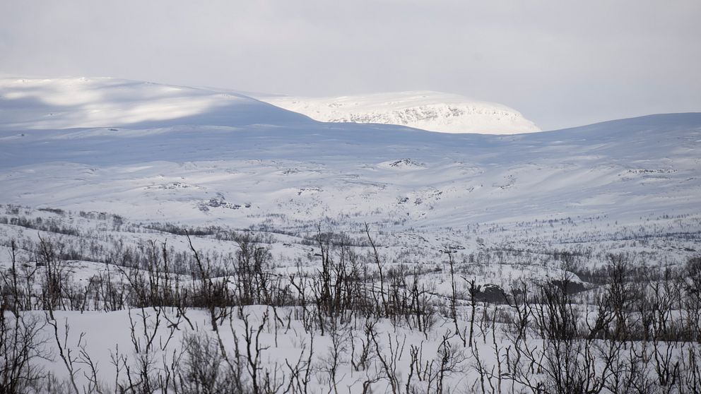 Kalfjäll
