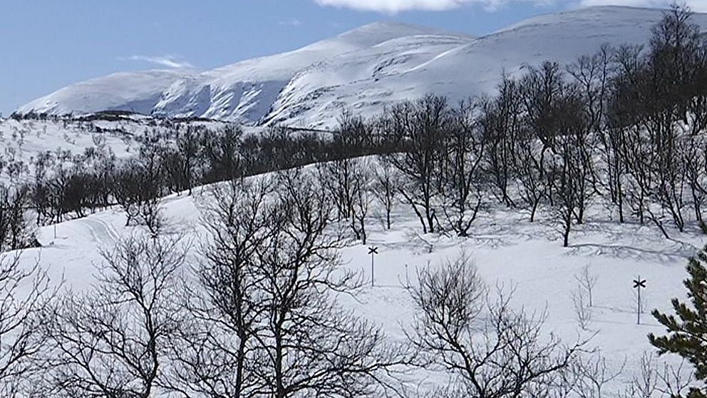 Snötäckt landskap med fjäll i bakgrunden och glesa, kala träd i förgrunden under en klarblå himmel.
