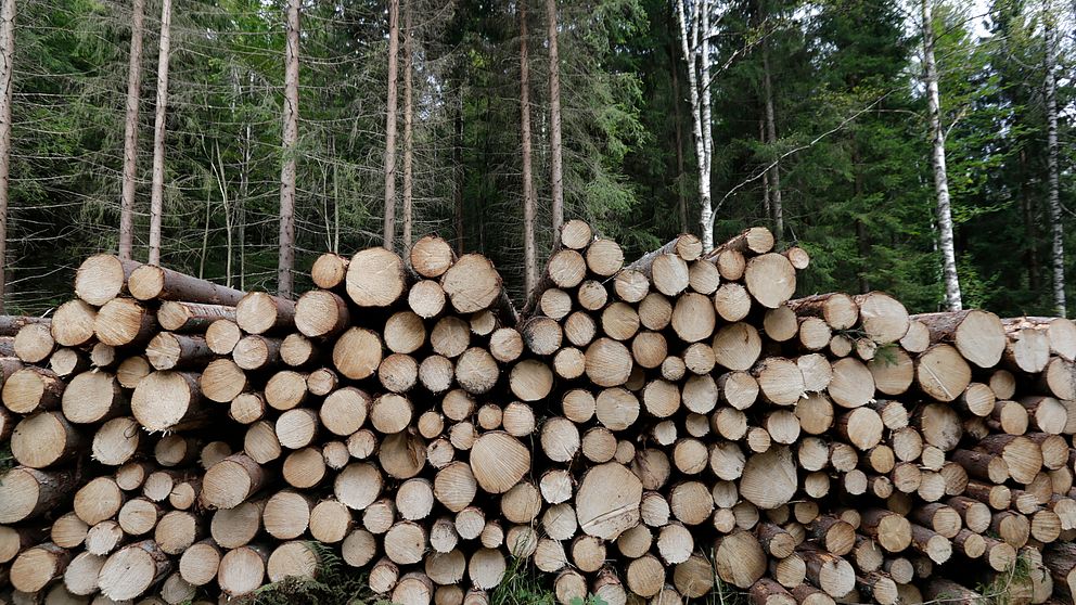timmertrave i skogen