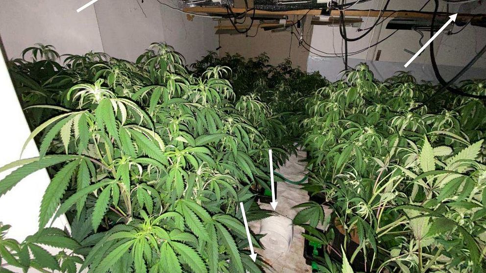 Olaglig inomhusodling av cannabis med avancerad utrustning för belysning och ventilation i ett dolt rum.