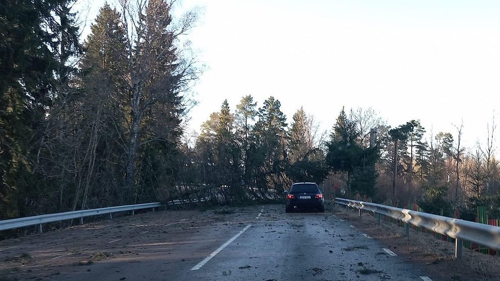 Nedfallet träd över väg 668 mellan Hallstahammar och Surahammar.