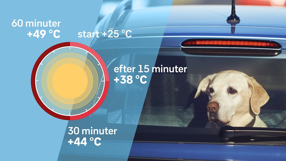Grafik som visar hur snabbt det blir varmt i en bil under en sommardag