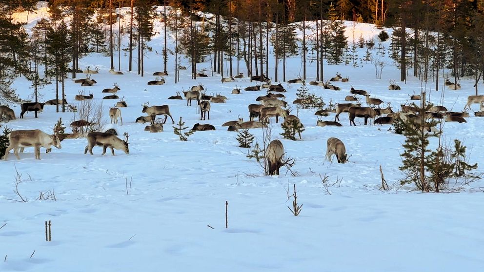 En stor grupp renar betar på ett snötäckt fält omgivet av skog. Solens ljus lyser upp träden i bakgrunden, vilket skapar en vinteridyll.