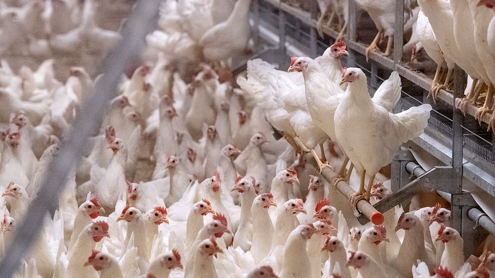 En stor flock av vita höns i en inomhusmiljö, samlade i ett fabriksfärdigt hönshus. Flera höns står på en träpinne medan resten sitter eller går runt på golvet. Baksidan av bilden visar fler höns i flera nivåer.