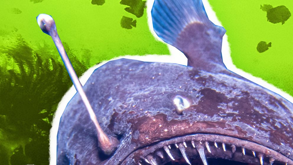 En närbild av en marulk med sina karakteristiska vassa tänder och lysande ”fiskespö” ovanför huvudet, mot en ljusgrön bakgrund. I bakgrunden syns silhuetter av flera fiskar.