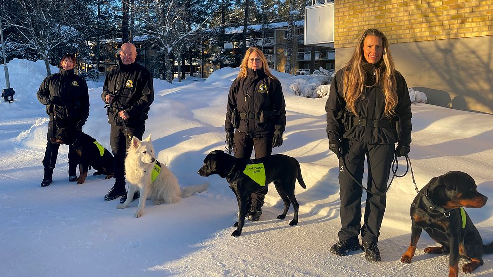 Fyra personer som står tillsammas med varsin hund i vinterlandskap. Hundarna har en väst på sig där det står ”narkotikahund”