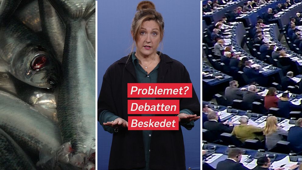 Strömming, SVT:s reporter Malvina Britts och EU-parlamentet