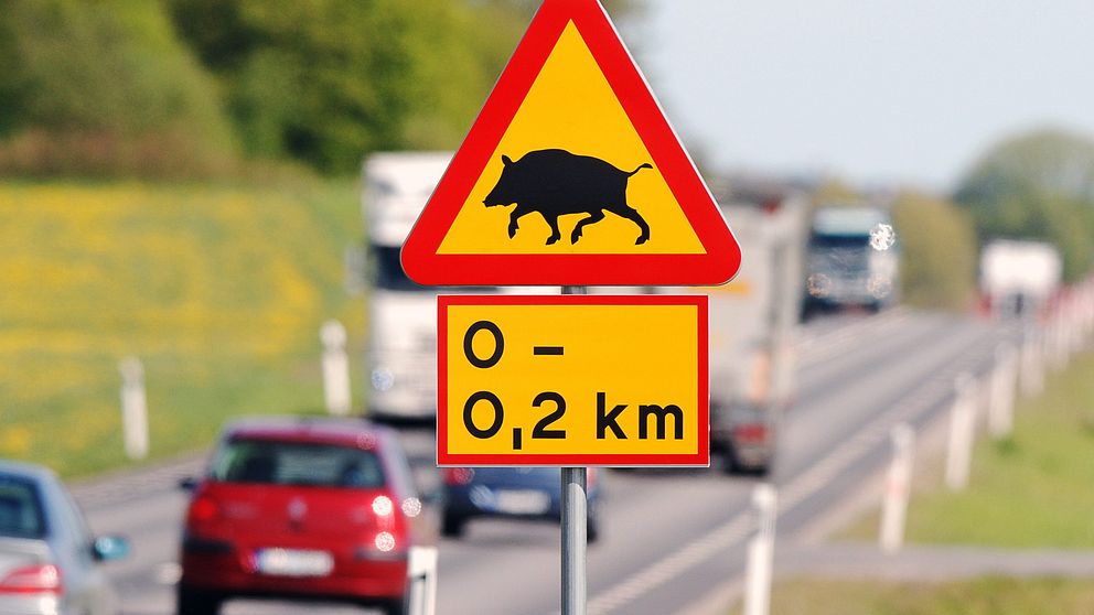 Varning för vilt – skylt som visar avståndet på 0-0,2 km till risk för vilda djur på vägen, med en bild av ett vildsvin. Den omgivande vägscenen visar flera fordon som passerar.