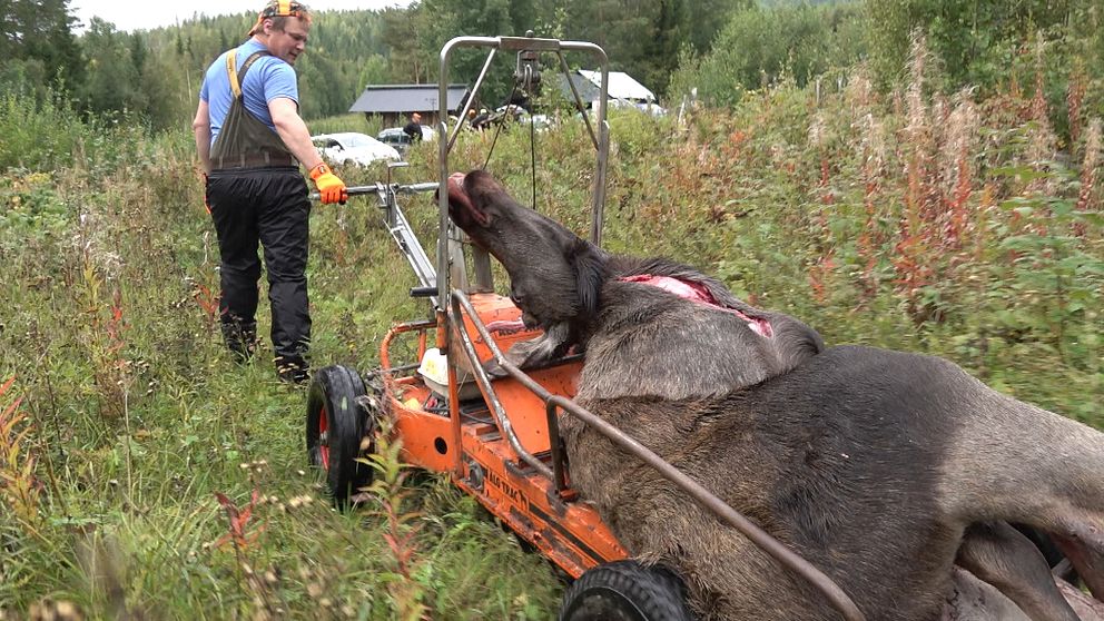 Död älg dras hem från skogen