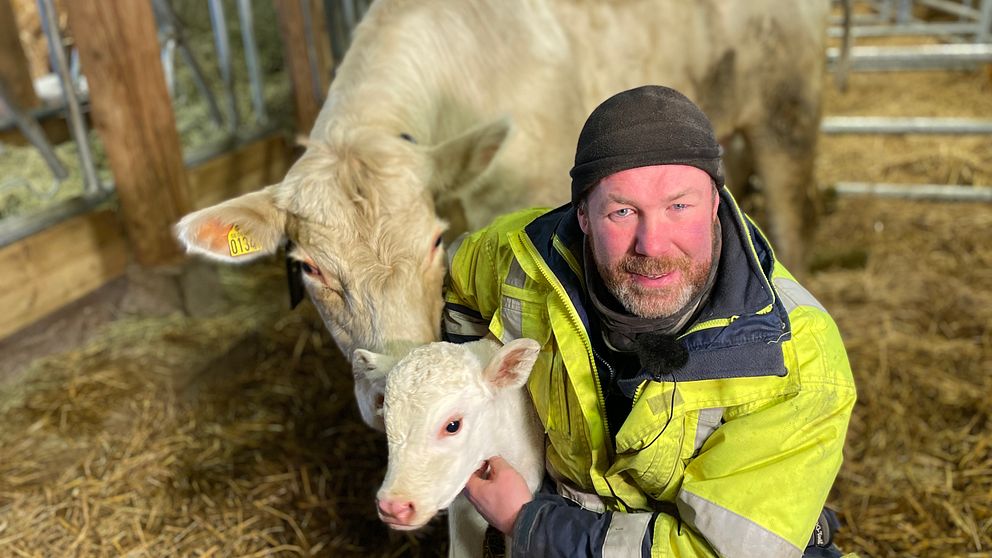 Per Wendler, lantbrukare och vice ordförande i LRF Östergötland håller i en kalv