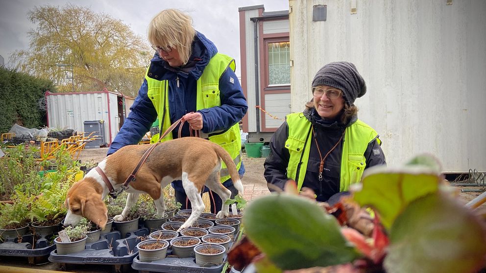 Två personer i reflexjackor arbetar i en trädgård, omgivna av många krukor med växter. En hund nosar på växterna. I bakgrunden syns en container och en byggnad.
