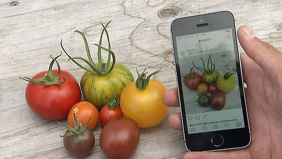 Nyskördade tomater beställs via mobilen