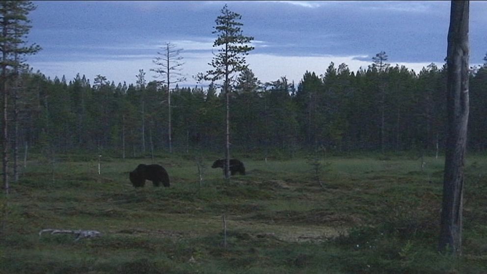 Två björnar på en myr i gryningen.