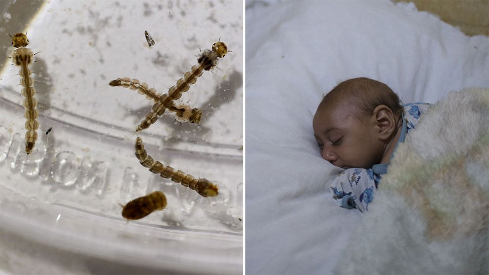Mygglarmer och en bebis som fått mikrocefali.