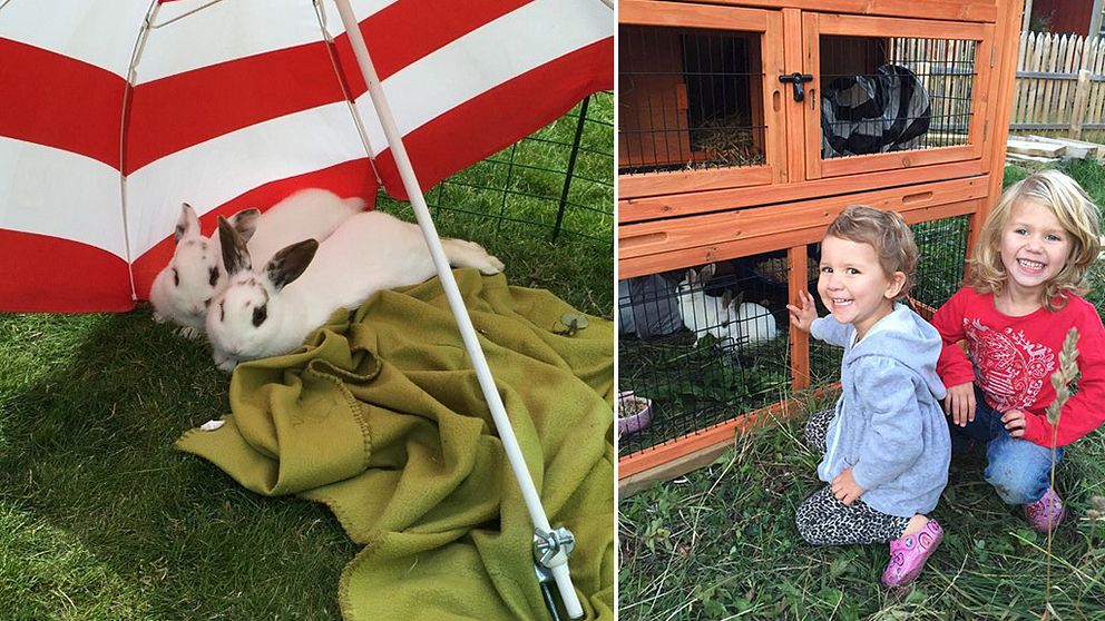 Fyra gånger har familjen Westman drabbats av att deras kaninbur öppnats och kaninerna släppts ut. Den senaste gången dog också en av deras kaniner. Birgittha Westman har nu fått nog, och tänker polisanmäla.