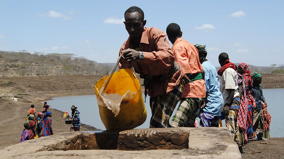 Etiopiska boskapsskötare hämtar vatten åt sina djur.