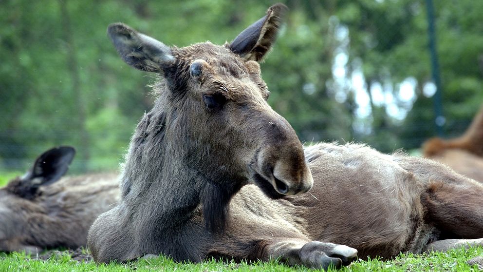 En älg.