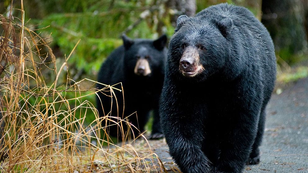 Björnarna på bilden – två svartbjörnar som är närbesläktade med kragbjörnen – frånsäger sig all koppling till artikeln. Arkivbild.