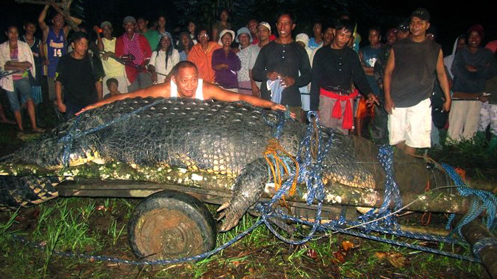 Lolong, världens längsta krokodil i fångenskap, är död. Det här är en arkivbild från när han fångades 2011.