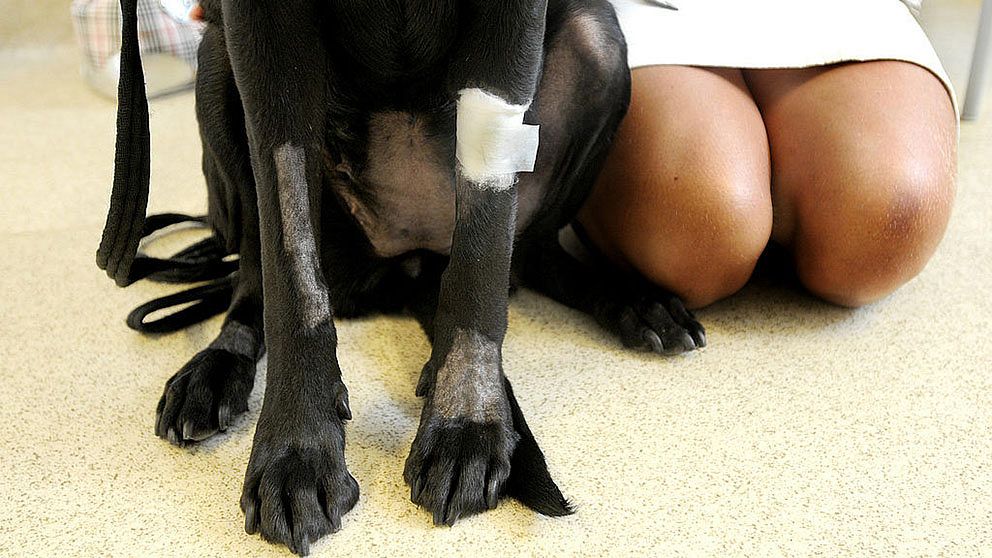 hund med bandage på benet.