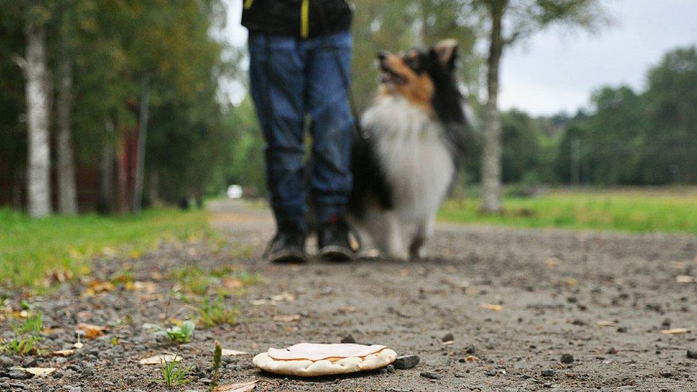 hund macka självkontroll