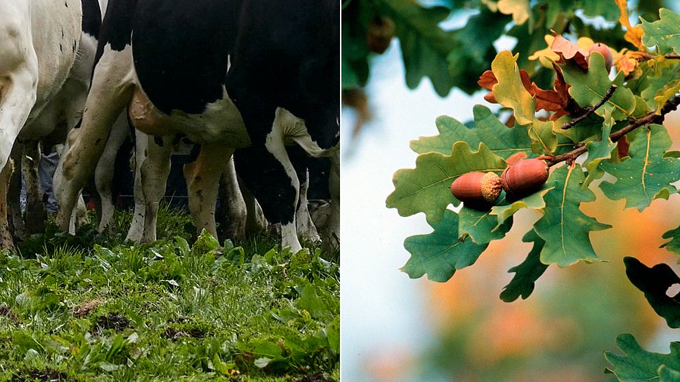 Sex kor har hittats döda i en hage, troligtvis förgiftade av ekollon.