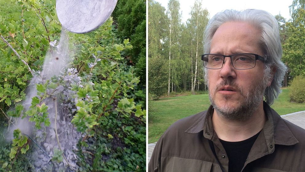 Aska i trädgården och Mattias Bäckström i montage