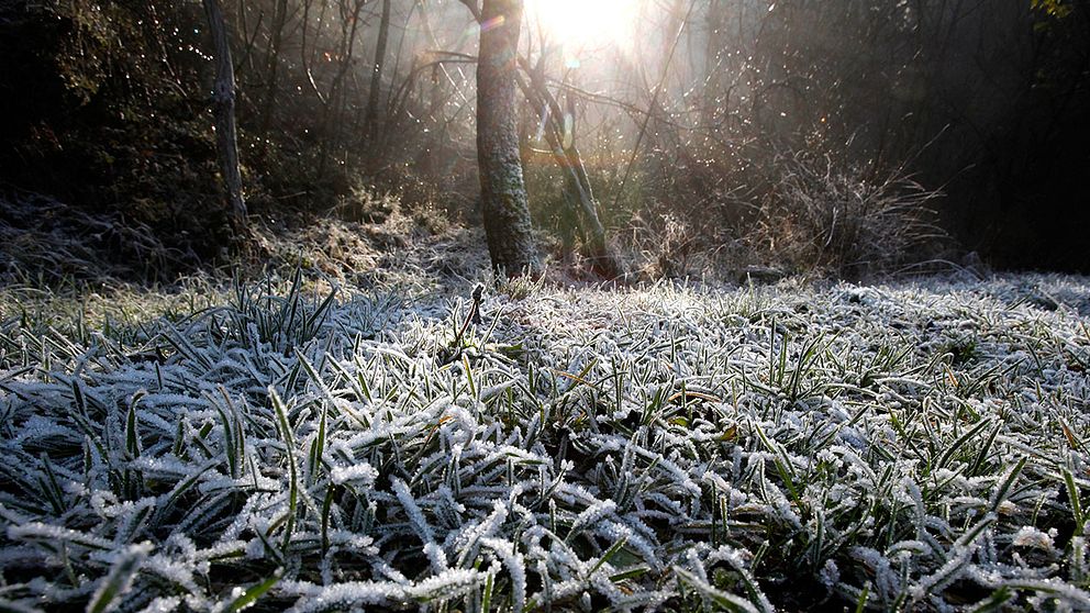 Ingen frost ännu men väl minusgrader var det i Börtnan i Bergs kommun inatt.