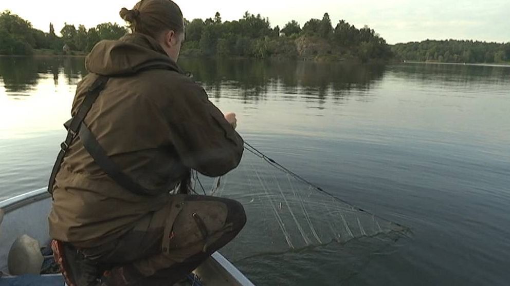 Fiskare tar upp nät från båt i Brunnsviken