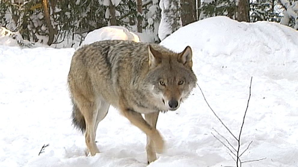 Efter att rovviltnämnden i Hedmark beslutat tillåta licensjakt på 24 vargar i vinter är antalet vargar som får skjutas i Norge uppe i 47.