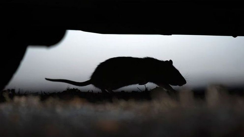 siluett av en mus som går på en matta