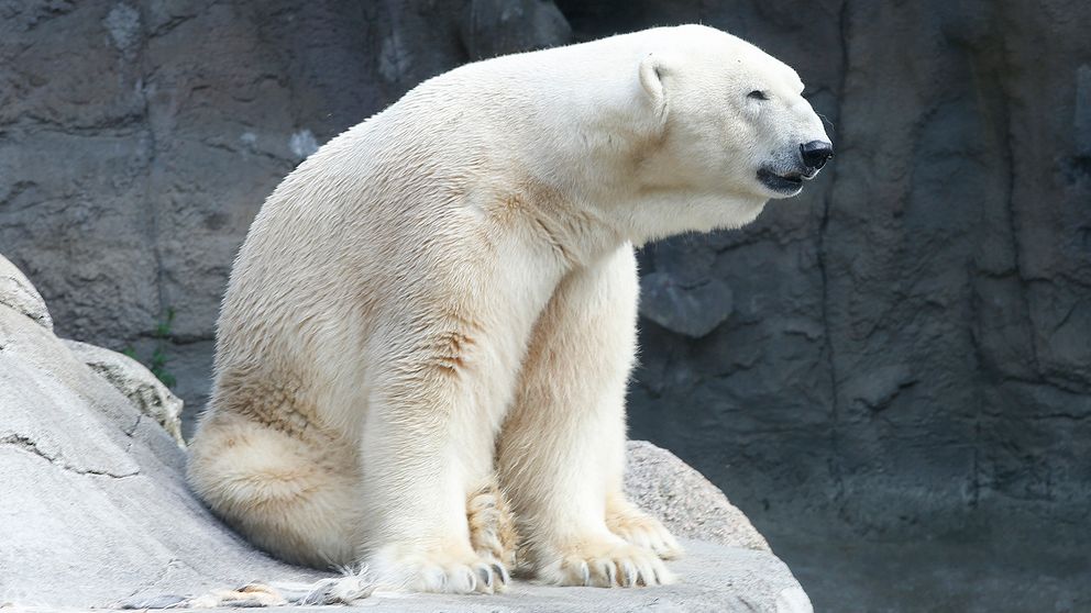 En isbjörn på zoo.