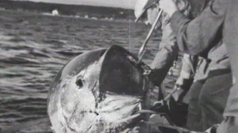 SF-journalen: tonfiskar i Öresund