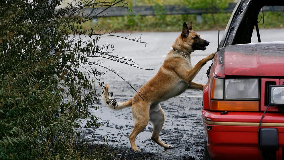 En polishund undersöker en flyktbil.