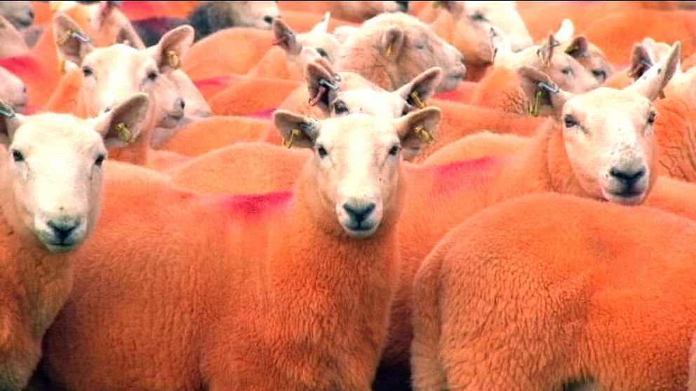 En fårfarmare i England har färgat sina får i en orange färg – för att undvika att de blir stulna.