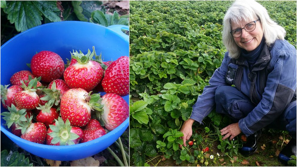 Bildmontage: Skål med jordgubbar, och odlaren Anna Wilén.